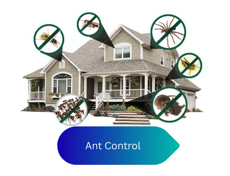 Ant Control