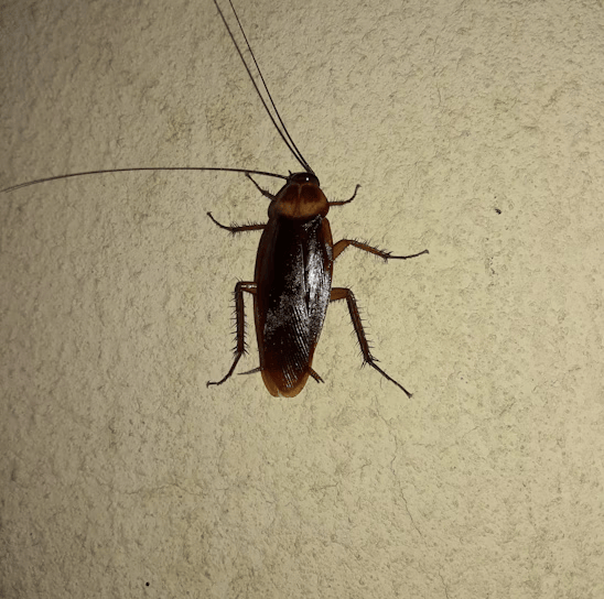 Cockroach Control